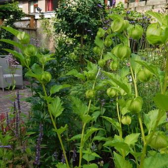 Nicandra physalodes