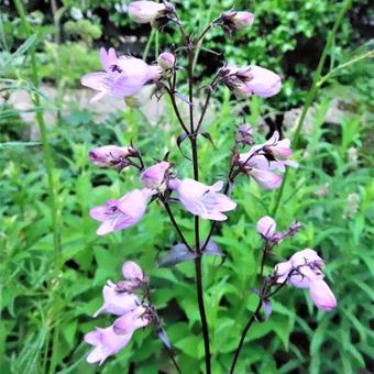 Penstemon digitalis 'Joke'