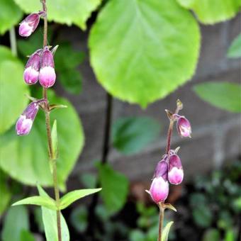 Penstemon 'Elmley'