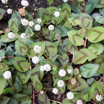 Persicaria capitata