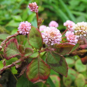 Persicaria capitata