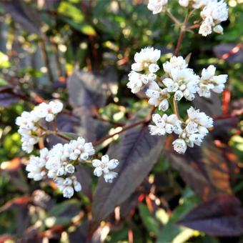 Persicaria microcephala 'Red Dragon'