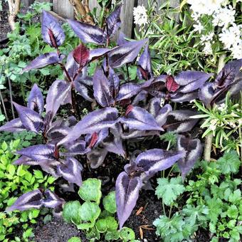 Persicaria microcephala 'Red Dragon'