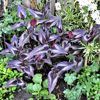 Duizendknoop - Persicaria microcephala 'Red Dragon'