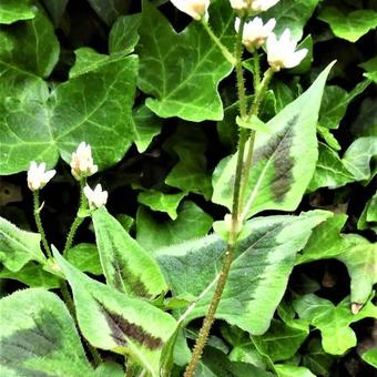 Persicaria microcephala 'Purple Fantasy'