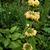 Phlomis russeliana