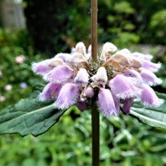 Phlomis maximowiczii