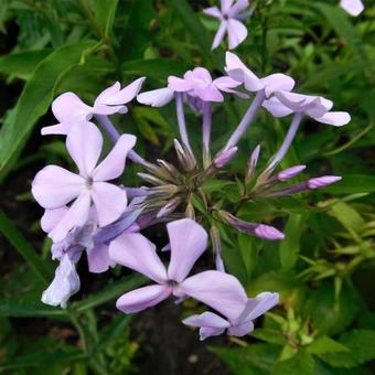 Phlox paniculata 'Cool Best'