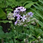 Phlox paniculata 'Cool Best' - Vlambloem/flox