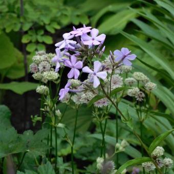 Phlox paniculata 'Cool Best'