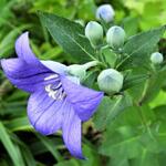 Platycodon grandiflorus - Ballonplant