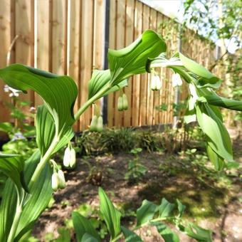 Polygonatum x hybridum 'Weihenstephan'