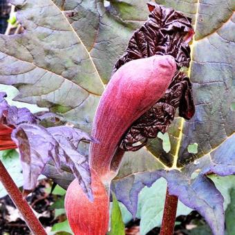 Rheum palmatum 'Atrosanguineum'