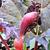 Rheum palmatum 'Atrosanguineum'