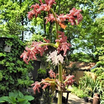 Rheum palmatum 'Atrosanguineum'