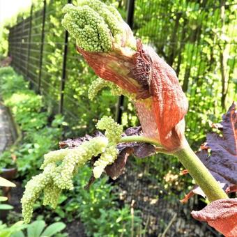 Rheum palmatum 'Atrosanguineum'