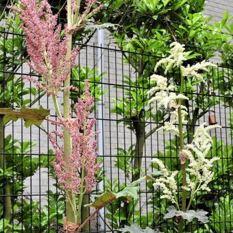 Rheum palmatum 'Atrosanguineum'