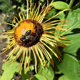 Telekia speciosa