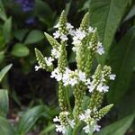 Verbena hastata 'White Spires' - IJzerhard