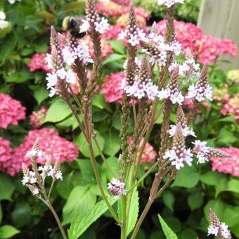 Verbena hastata 'Rosea'