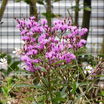 Vernonia crinita 'Mammuth'