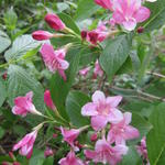 Weigela 'Rosea' - Weigelia