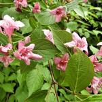 Weigela 'Rosea' - Weigelia