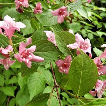 Weigela 'Rosea'