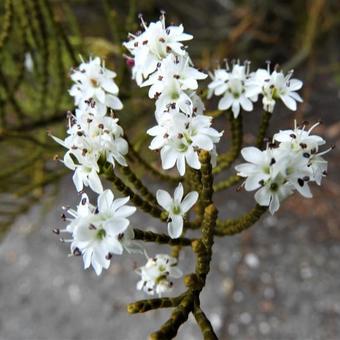 Hebe ochracea ‘James Stirling’