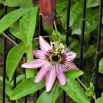 Passiflora caerulea 'Purple Haze'