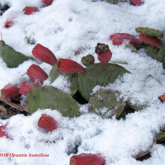 Opuntia humifusa