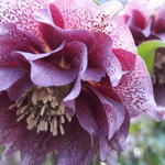 Helleborus orientalis 'Diana' - Nieskruid