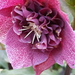 Helleborus x hybridus 'Mara' - Nieskruid