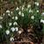 Galanthus elwesii