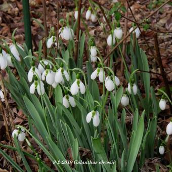 Galanthus elwesii