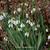 Galanthus elwesii