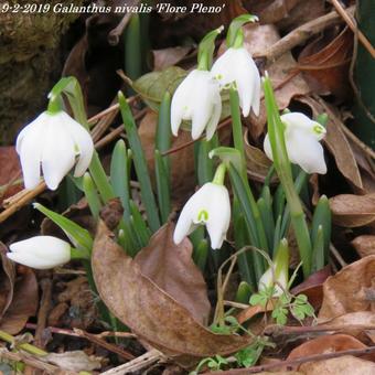 Galanthus nivalis 'Flore Pleno'