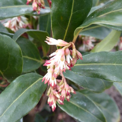 Sarcococca hookeriana 'Winter Gem' - Vleesbes