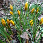 Crocus chrysanthus 'Zwanenburg Bronze' - Krokus