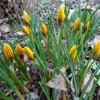 Crocus chrysanthus 'Zwanenburg Bronze'