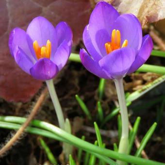 Crocus tommasinianus