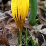 Crocus chrysanthus var. 'fuscotinctus' - Krokus