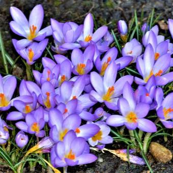 Crocus 'Firefly'