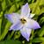 Ipheion uniflorum 'Wisley Blue'