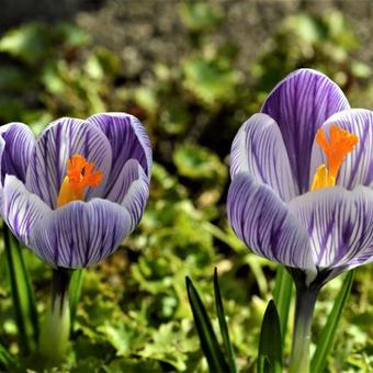 Crocus vernus 'King of the Striped'