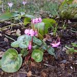 Cyclamen coum 'Rubrum' - Alpenviooltje