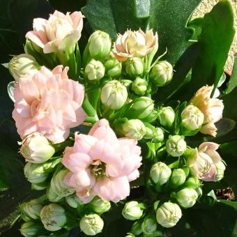 Kalanchoë blossfeldiana 'Soraya Salmon'