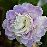 Primula vulgaris BELARINA 'Pink Ice' - Sleutelbloem