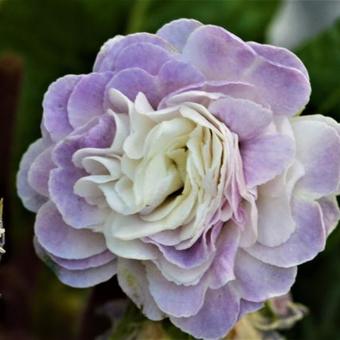 Primula vulgaris BELARINA 'Pink Ice'