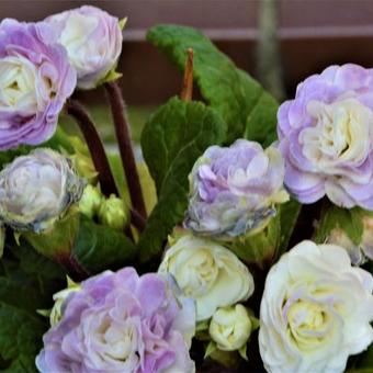 Primula vulgaris BELARINA 'Pink Ice'